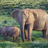 Elephants, Addo National Park, South Africa