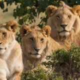 Lions, Masai Mara Game Reserve, Kenya