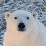Polar bear, Churchill Falls, Manitoba, Canada