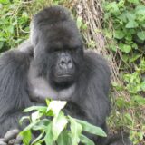 A gorilla in Rwanda