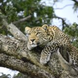 A leopard in Kenya