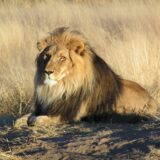 A lion waiting in Namibia
