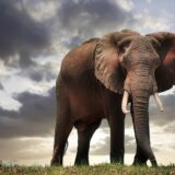 An elephant in Zimbabwe