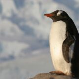 Antartica penguin