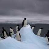 Antartica penguins