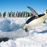 Emperor Penguins, Antarctica