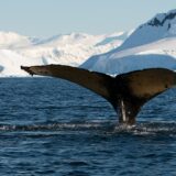 Humpback Whale, Antartica