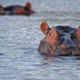 Hippopotomus in Botswana