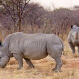 Rhinoceroses at the Waterberg Plateau, Namibia